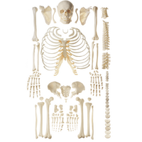 Anatomical Unmounted Human Skeleton Model