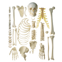 Anatomical Unmounted Human Half Skeleton Model