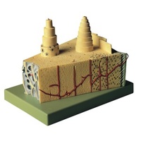 Construction of Bone