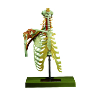 Cervical Vertebral Column with Shoulder Girdle