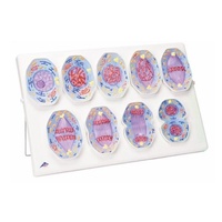 Mitosis Model