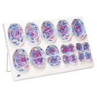 Meiosis Model 