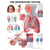 Anatomical Chart- Respiratory System