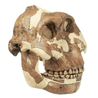 Skull of Paranthropus Boisei