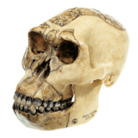 Skull of Homo Habilis (O.H. 24)