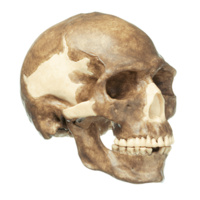Skull of Homo Sapiens