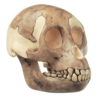 Anatomical Skull of Proconsul Africanus Model