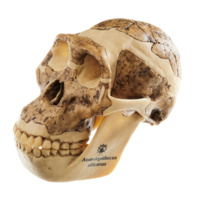  Skull of Australopithecus Africanus
