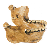 Lower Jaw from Homo Erectus Heidelbergensis