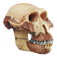 Skull of Australopithecus Afarensis