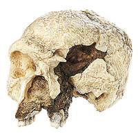 Skull of Homo Steinheimensis (Steinheim)