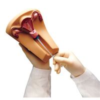 Gaumard Female Pelvic Organs Model