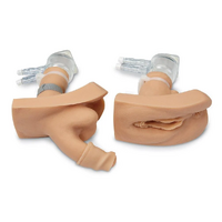 Willi and Cathi Catheterization Trainers