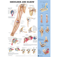 Anatomical Chart-  Shoulder and Elbow