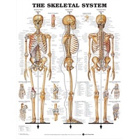 The Skeletal System (Poster - Rigid Lamination)