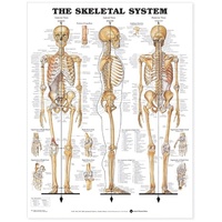 The Skeletal System (Poster - Soft Lamination)