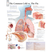 The Common Cold vs the Flu