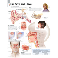 Ear Nose and Throat