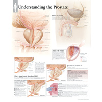 Understanding the Prostate