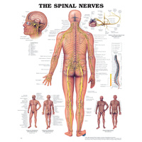 Anatomical Chart- The Spinal Nerves