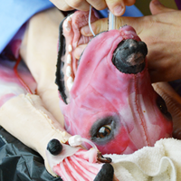 SynDaver Surgical Canine