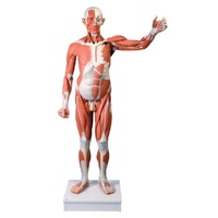Anatomical Model- Life size Male Muscular Figure, 37-part