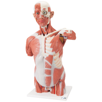 Anatomical Model- Life size Muscle Torso Model, 27 part