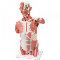 Anatomical Model- Life size Muscle Torso Model, 27 part