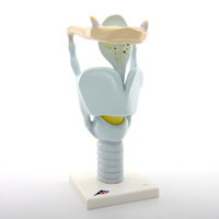 Anatomical Model- Functional Larynx Model, 3 times full-size