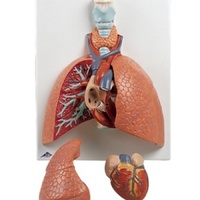 Anatomical Lung Model with Larynx