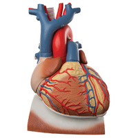 Anatomical Model- Heart on Diaphragm, 3 times life size, 10 part