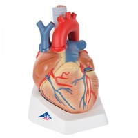 Anatomical Model- Heart, 7 part