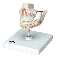 Anatomical Models of Adult Dentures