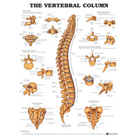 The Vertebral Column (Poster - Soft Lamination)
