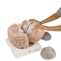 Anatomical Model- Giant Brain, 2.5 times full-size, 14 part