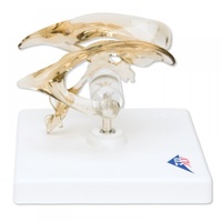 Anatomical Model- Brain Ventricle