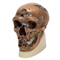 Anatomical Skull, La Chapelle aux Saints Model