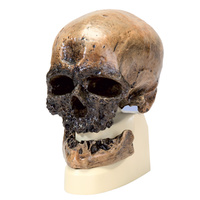 Anatomical Skull, Cro-Magnon Model