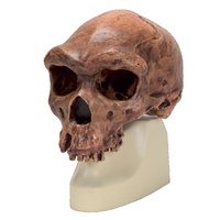 Anatomical Skull, Broken Hill (Kabwe) Model