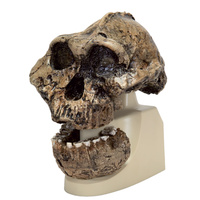 Skull, KNM-ER 406, Omo L. 7a-125