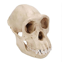 Anatomical Skull, Female Chimpanzee Model