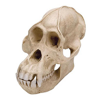 Skull, Male Orangutan