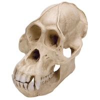 Anatomical Skull, Male Orangutan Model