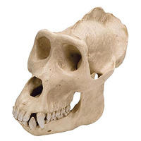 Anatomical Skull, Male Gorilla Model