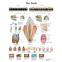 Anatomical Teeth Chart