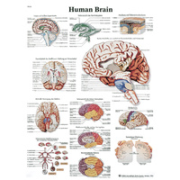Anatomical Models to Know Human Brain 