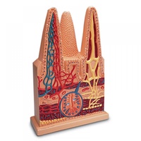 Anatomical Model- Intestinal Villi, 100 times life size