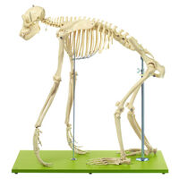 Chimpanzee Skeleton