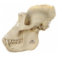 Skull of Gorilla