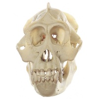 Skull of Orang-utan